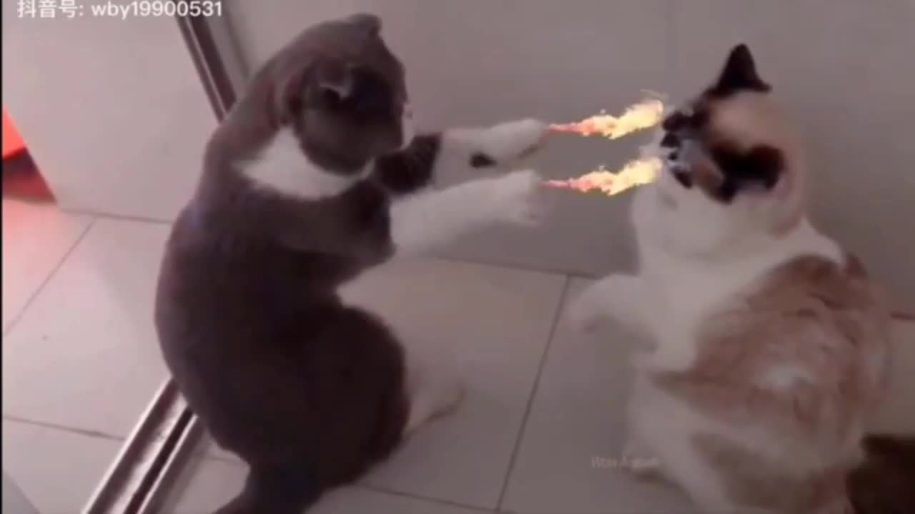 Cat powerrrrr