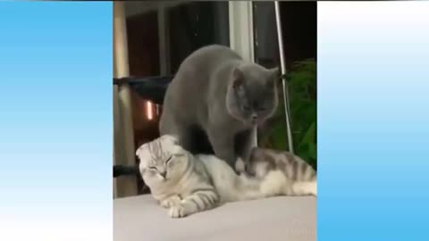 Cute Animals Massage ❤️