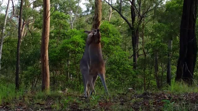 Two Kangaroos Rumble