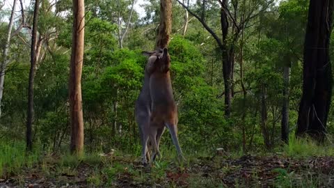 Two Kangaroos Rumble