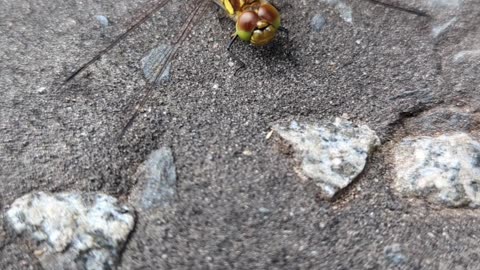 A common darter dragonfly