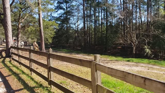 Feeding a Wild Hawk