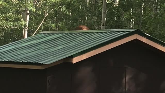 Bear Bandit Takes Off with Bird Feeder