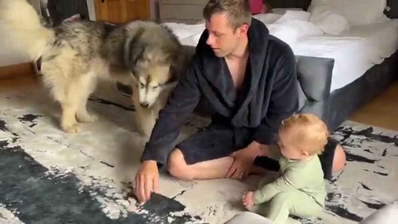 Adorable Baby Boy Talks To His Giant Husky! (Cutest Ever!!)