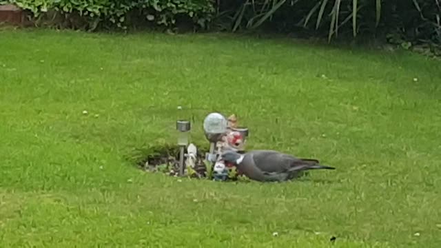 Pigeon walking and looking for food