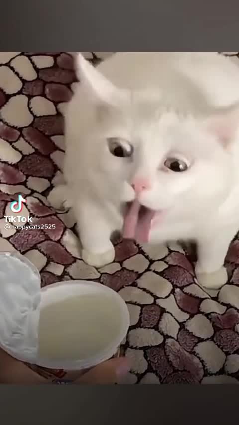 Funny cat video end of 2021🤣🤣🤣🤣😂😂🤣🤣🤣🤣🤣