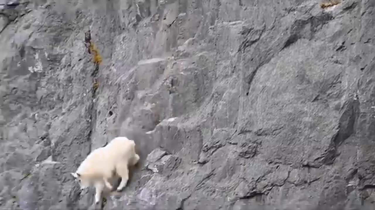 No Predator Can Catch Mountain Goats