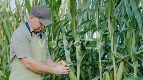 Male Farmer Working In The Field Of Corn Studying Young Heads 4K Video