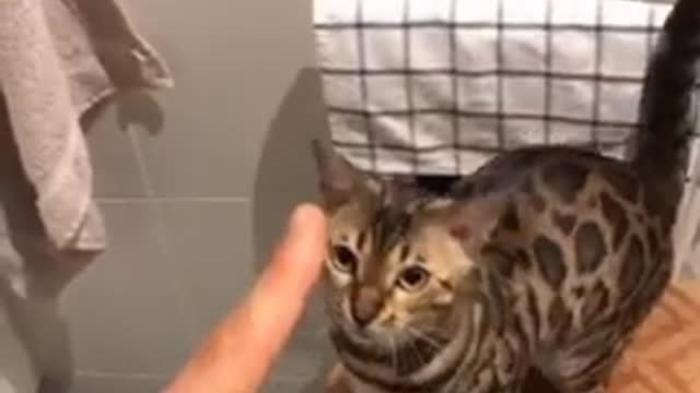 Wanna teach your cat to sit and stay.