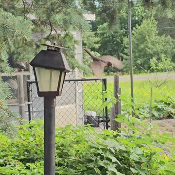 OMC! A bird and chicken paradise! #birds #chickens #paradise #omc! #oneminutechickens #shorts
