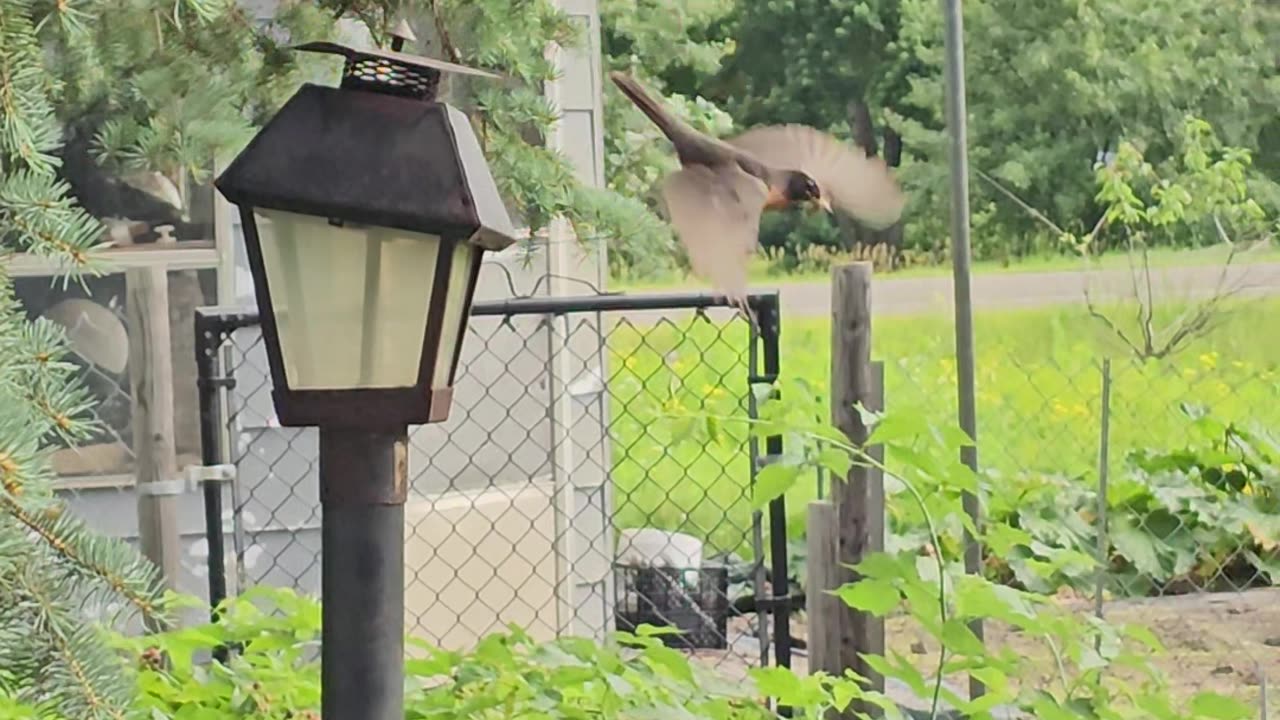 OMC! A bird and chicken paradise! #birds #chickens #paradise #omc! #oneminutechickens #shorts