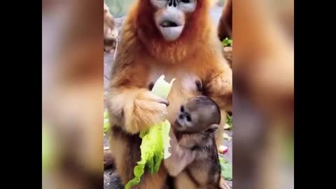 Funny animal video