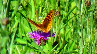 Painted Lady