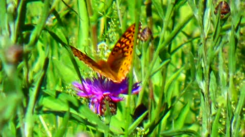 Painted Lady