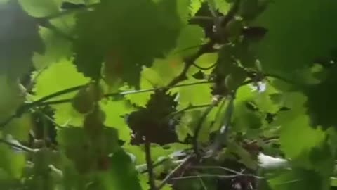 lush foliage