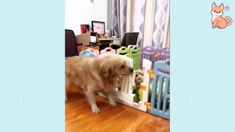 You will laugh at all the DOGS 🤣 Funny DOG Videos 😂🐶