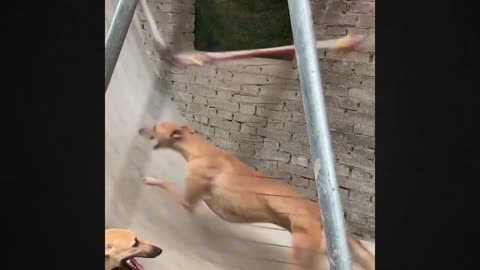 Curious Where the Dog Will Run? Find Out at the End!