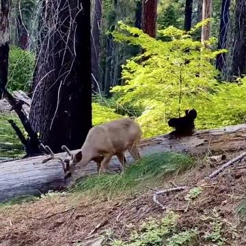Whitetail buck completely destroys decoy deer