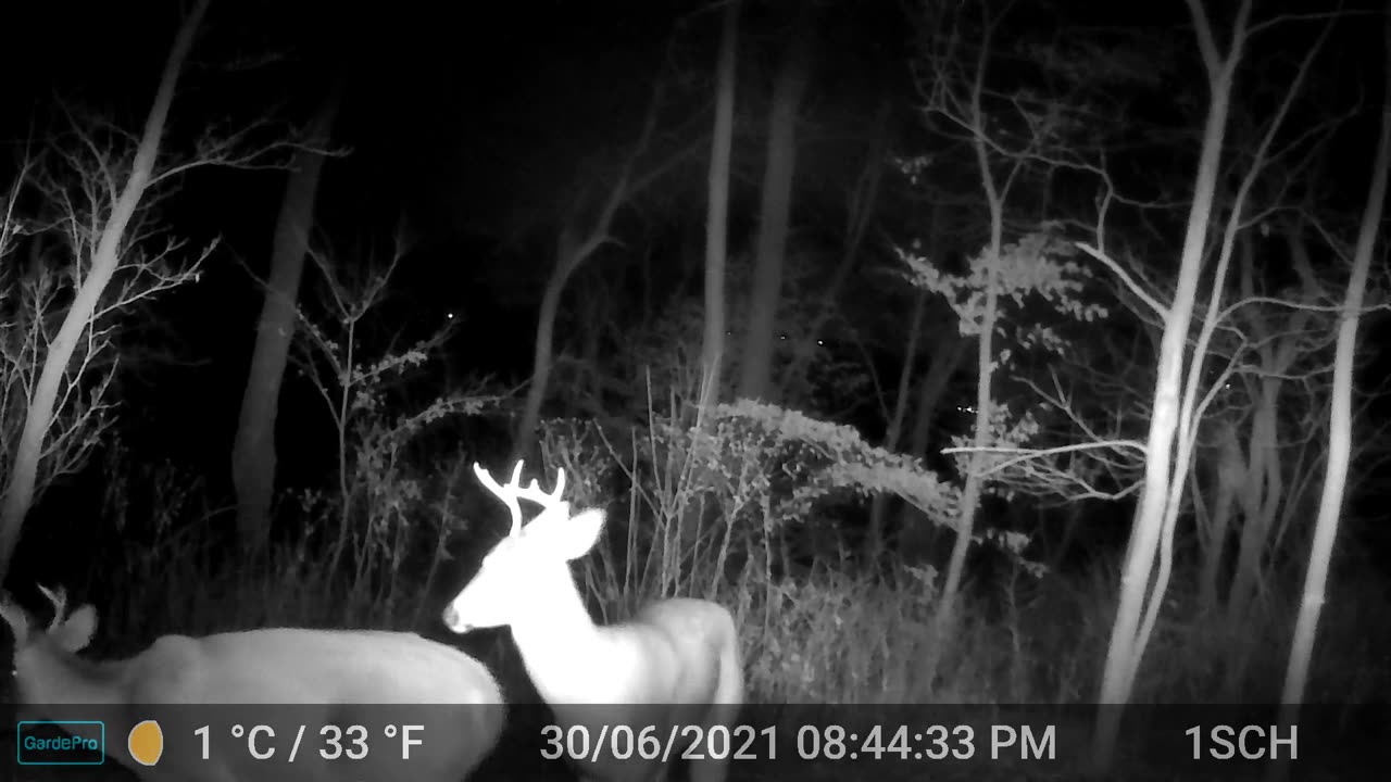 trail cam video