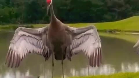 #birds funny