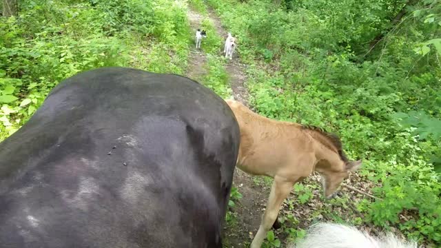 Foal going out on trail rde with Momma and big Brother