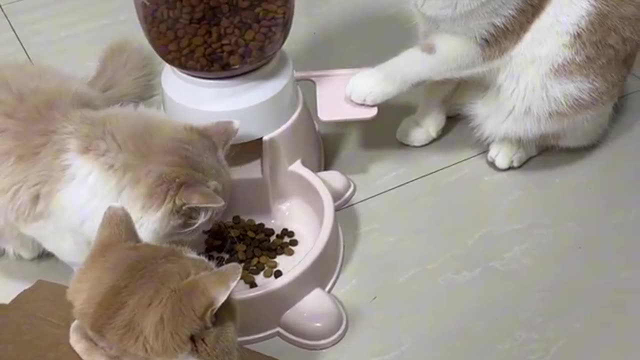 Intelligent Cat-#shorts #trending #pets #petlife #petlover #cat #dog #animalshorts #animals #2024 -