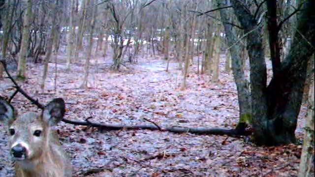 Curious Deer Finds Trail Camera
