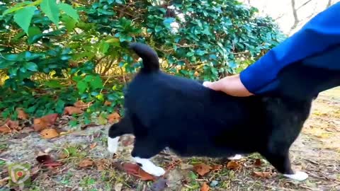 A black-and-white cat comes out of the grass