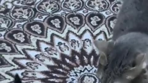 Funny and Fails Pets Video