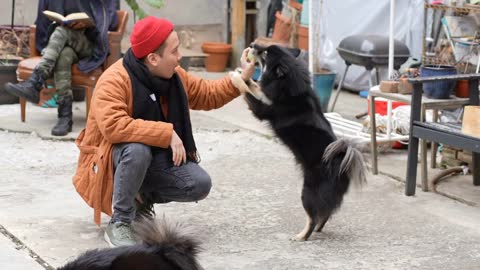 Medium shot of queer interracial couple playing with dogs in their urban garden