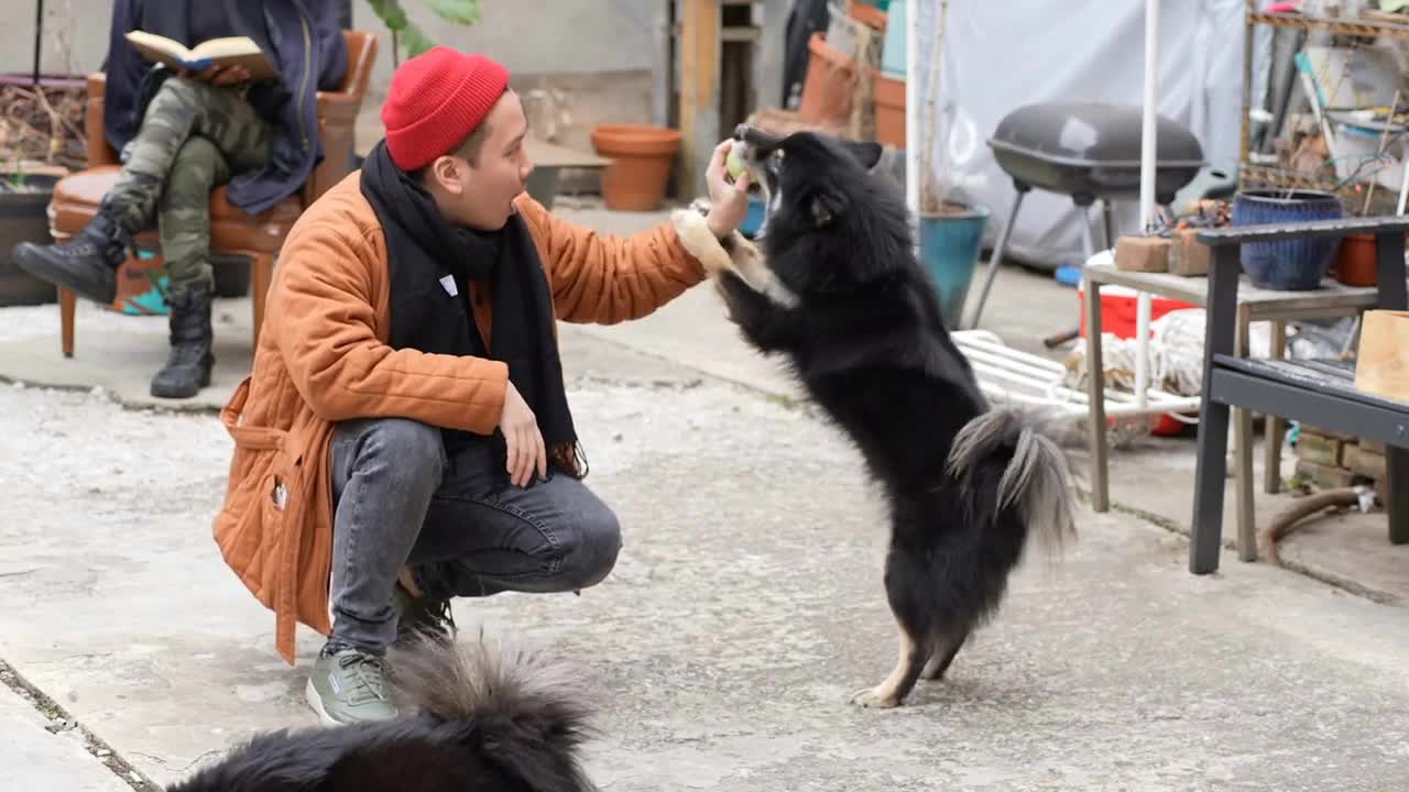 Medium shot of queer interracial couple playing with dogs in their urban garden