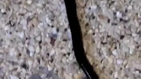 Wildlife & Funs