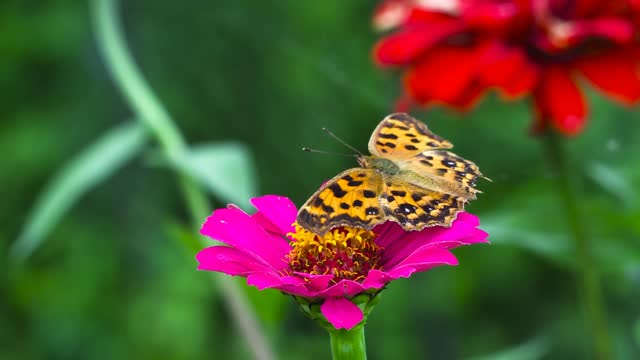 Butterfly & FLOWERS