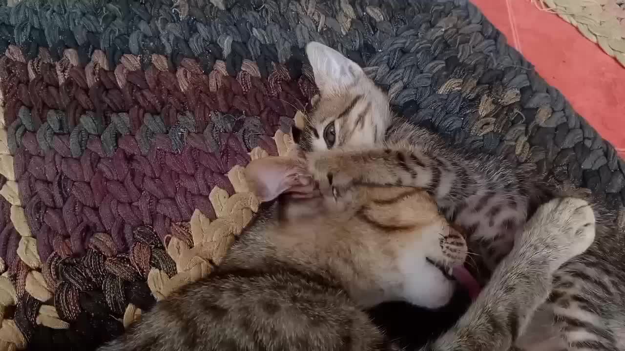 Lovely mother cat and son 🥰