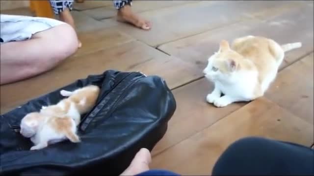 Mother cat find the newborn cute baby