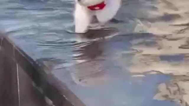 Very Cute and Funny Little Dog