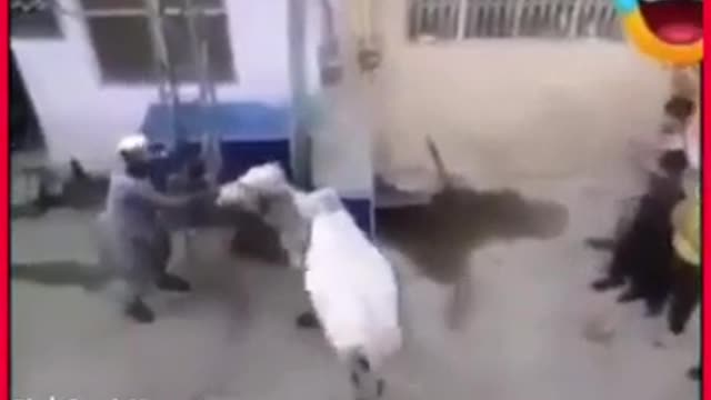 Bakra Eid Funny Video! Funny Animal's Attack! Funny Pakistani Videos