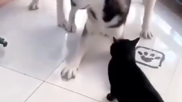 Funny cat