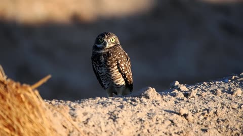 Burrowing Owls