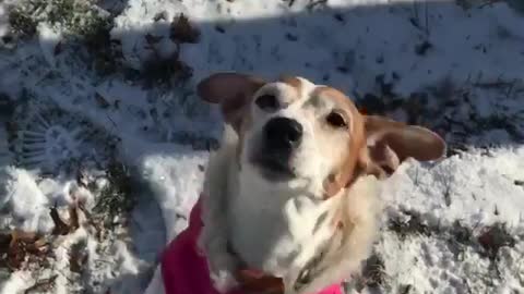Dog in pink jacket jumping up and down