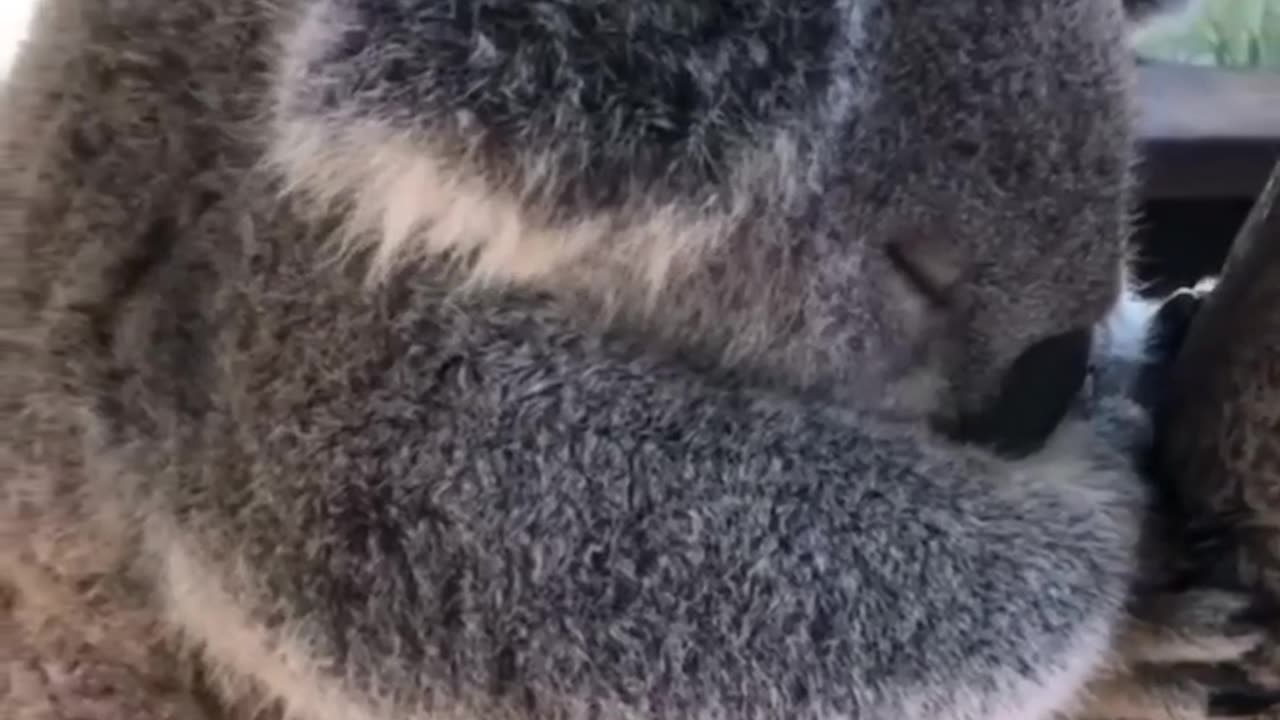 Cute little koala