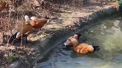 The animals are swimming