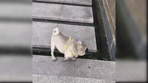 Baby doges Cute and funny video