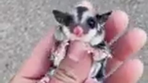 ❤🐶 😂 🐷❤ Exotic Animals That You Can Legally Own ❤🐶 😂 🐷❤