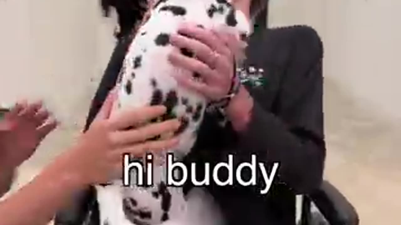 Dog video funny dog 🐶 pyara sa