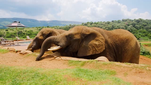 Notre ami l’éléphant !