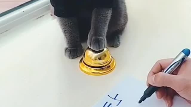 This Cat is a Genius