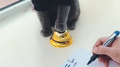 This Cat is a Genius