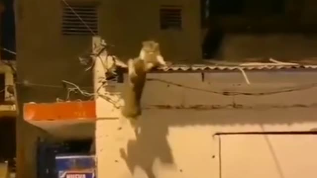 cat fight similar to simba animated movie