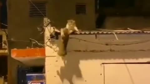 cat fight similar to simba animated movie